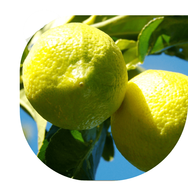 Bright yellow lemons hanging on a tree under sunlight.